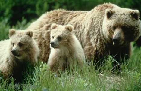 Grizzlies show more stress when they don't get enough salmon