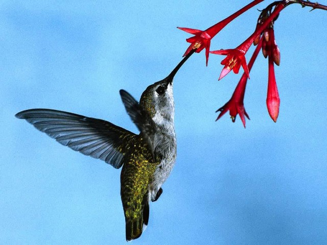 Heavenly hummingbirds here!