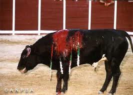 Bull fighting banned in Catalonia