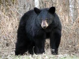 Fate of bears entirely up to nature