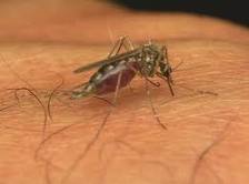 HEALTH: Tests show positive for West Nile virus in the Okanagan