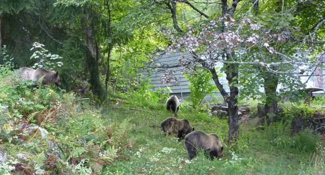 Grizzly problem in South Nelson taken care of