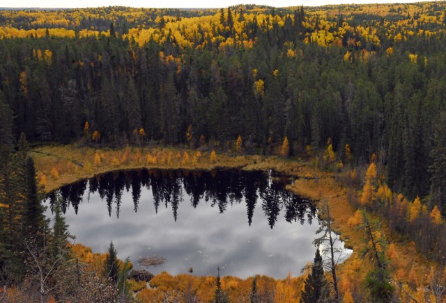 Climate change impacts on mountain plant life