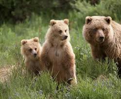 Government data reveals hundreds of B.C. grizzlies killed by humans in 2010