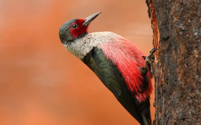 Tree treatment helps rare woodpeckers keep their home