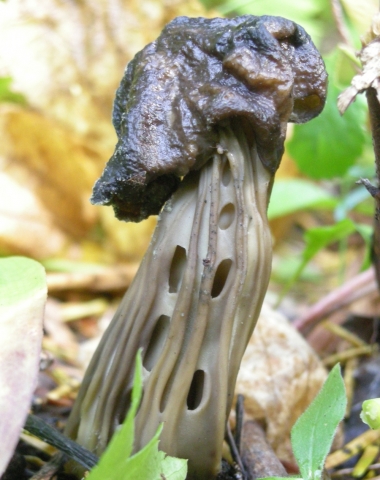 Reminders when picking edible mushrooms on Crown land