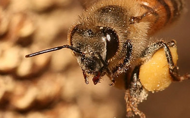 Experts puzzled by big decline in honeybees over winter