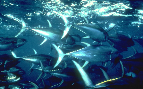 New study rings louder death knell for tuna