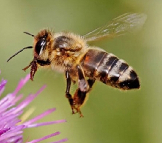 Program aims to reverse honey bee decline