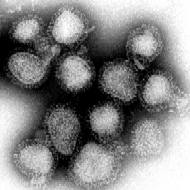 New drug may treat virtually all viral infections