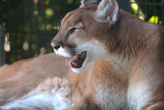 Cougar-human conflict on par with other years: Province