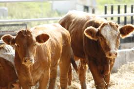 Government invests in cattle traceability