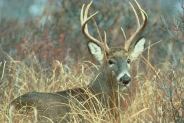 Cranbrook to cull urban deer