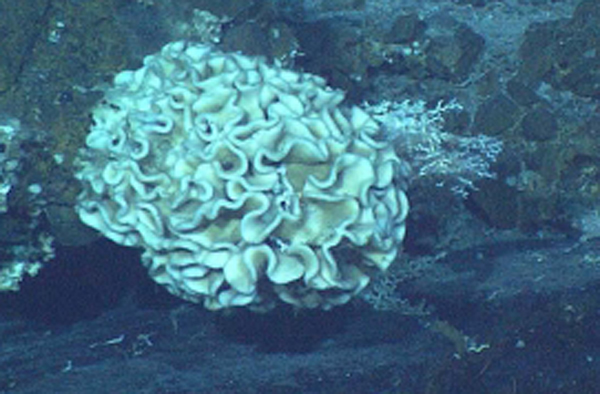 Giant one-celled organisms discovered over six miles below the ocean's surface