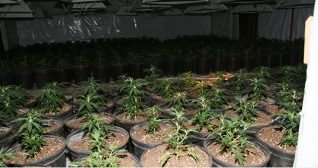 RCMP launch new national marijuana grow strategy