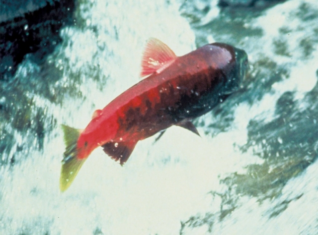 Federal investigation into Infectious Salmon Anaemia virus in BC salmon