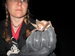 Batty about bats: An unusual luncheon opportunity this week!