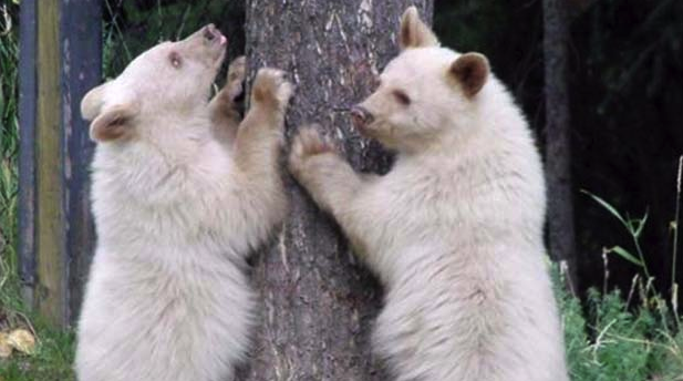 White bear cubs risk being shot in B.C. town