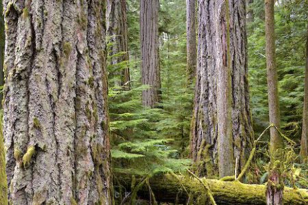 US reduces claim against alleged B.C. Softwood timber violations