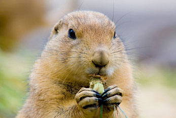 Weather experts in Canada — Wiarton Willie — and USA — Punxsutawney Phil — send mixed message about an early spring