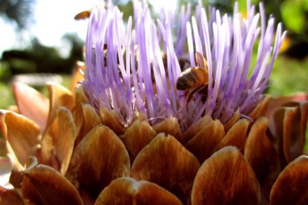 Rossland REAL Food’s Second Annual Seedy Sunday & Movie at the Miners’ Hall on March 11