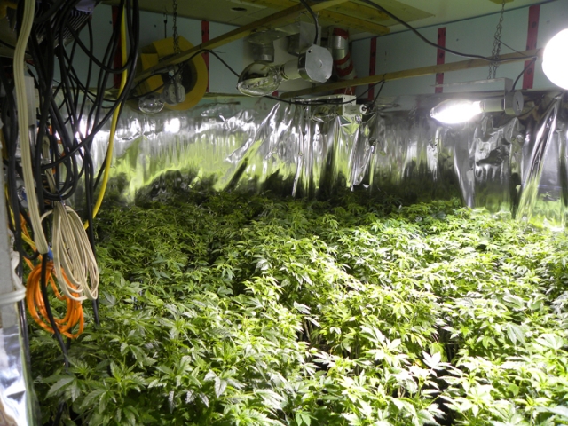 IBET busts what is believed to be second largest grow-op in the Southern Interior in South Slocan