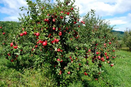 NDP calls on province to fight GMO apples