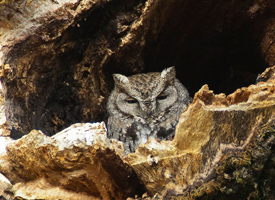 It takes a community to raise a rare owl….