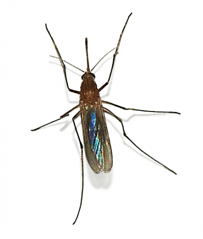 Cities across Texas ramp up mosquito control responding to West Nile virus