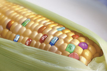 COMMENT: Eat GMO Sweet Corn? I’d rather eat bugs!