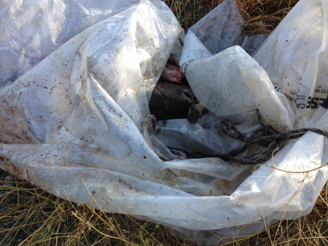 Dead animals and other delights being dumped illegally down Boundary roads