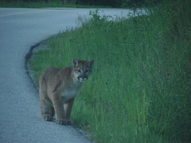 Cougar sighting in residential Trail