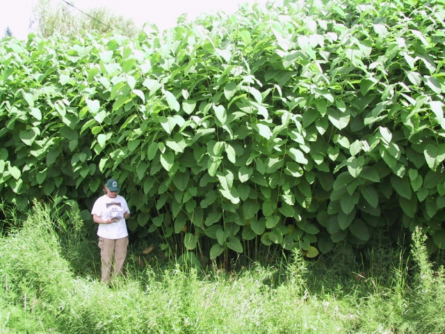 Campaign targeting destructive 'false bamboo' to begin in Nelson