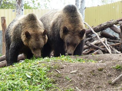 UPDATE: Sad ending to local grizzly release