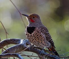 Nature groups call on governments to help stop bird deaths in Canada