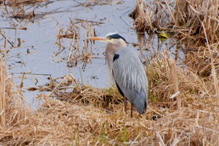 Group seeks compensation to save the Creston Valley Wildlife Management Area