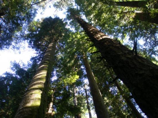 B.C. increases size of Creston community forest