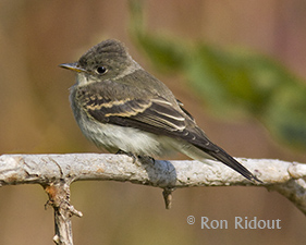 Christmas bird count starts this weekend