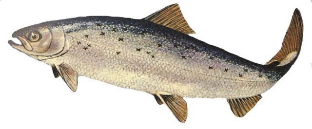 Atlantic salmon numbers dropping