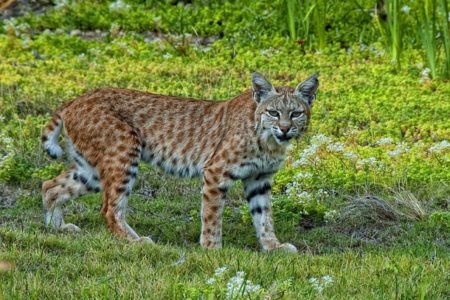 LETTER: Bobcats still need protection