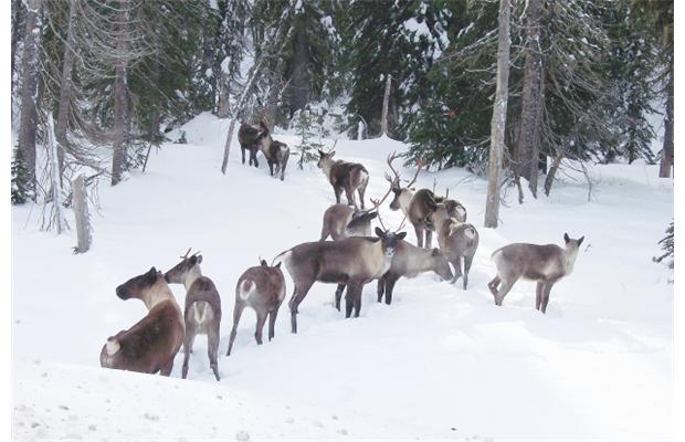 Feds under fire for failure to protect Caribou