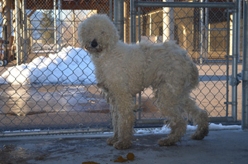 SPCA seizes dogs from rural property near Clearwater