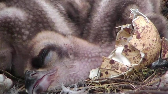 No joy in Osprey land, webcam goes down