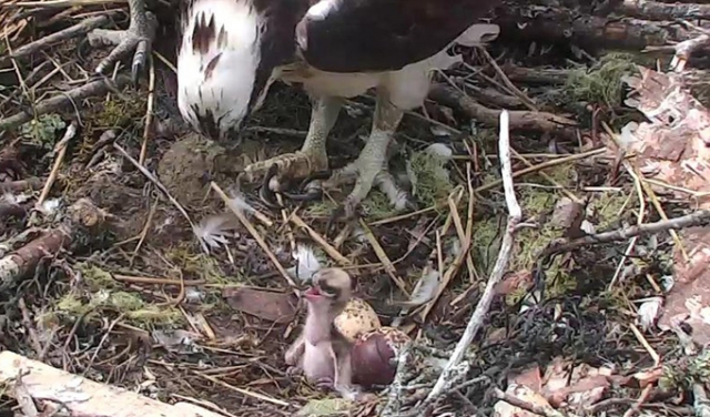 Back in business — Osprey camera up and running