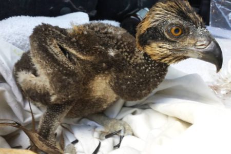 Osprey chick gets foster mom; rescue operation gets spotlight