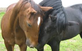 Therapy horse camps come to Castlegar