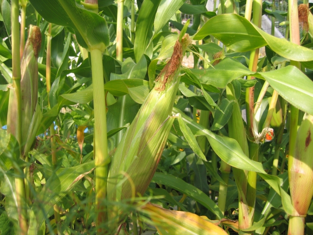 $15,000 Farming Scholarships Available