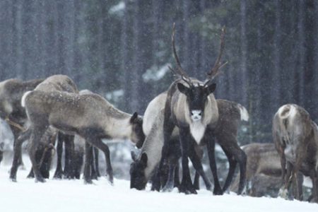 Letter: Recent expansion to West Arm Park will not significantly benefit caribou herd