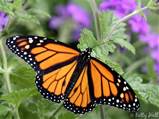 Monarch Butterflies Need Help