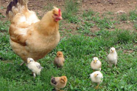 Outbreak of Salmonella infections related to contact with live baby poultry